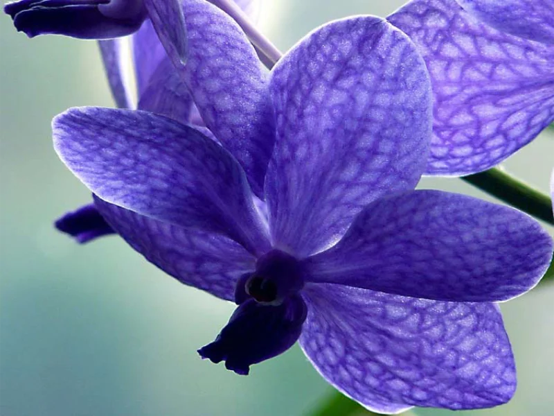 Vanda coerulea