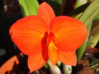 Sophronitis coccinea