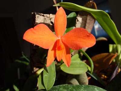 Sophronitis coccinea