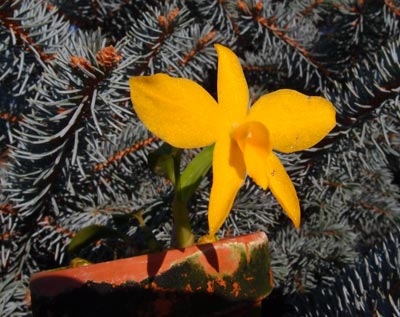 Sophronitis coccinea „Gelb“